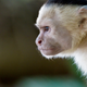 Illustration for article titled Stupid Dude Monkeys Collude to Keep Lady Monkeys Out of Leadership Positions